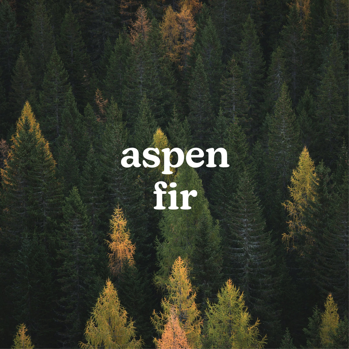 SereneScent™ Aspen Fir